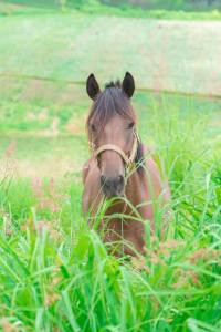 horse-riding-Thailand-Chiangmai horse-riding-Thailand-Chiangmai