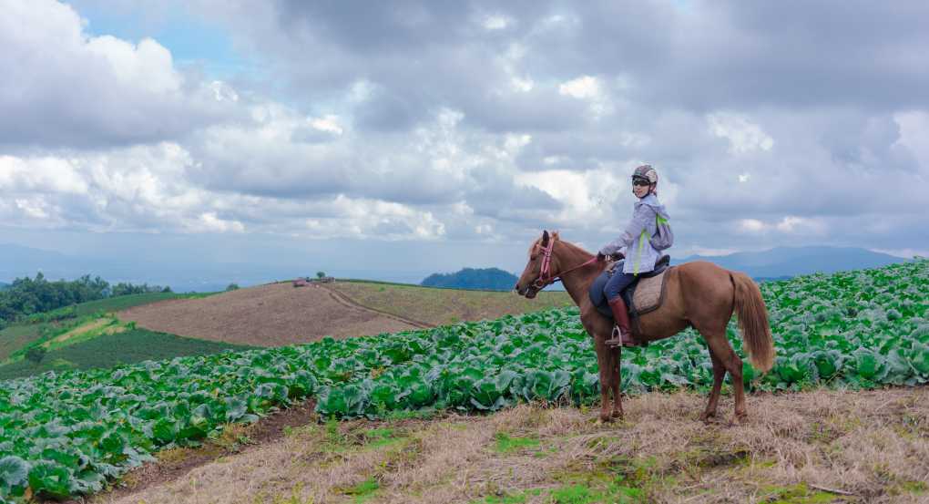 Thailand Horse Riding Solo