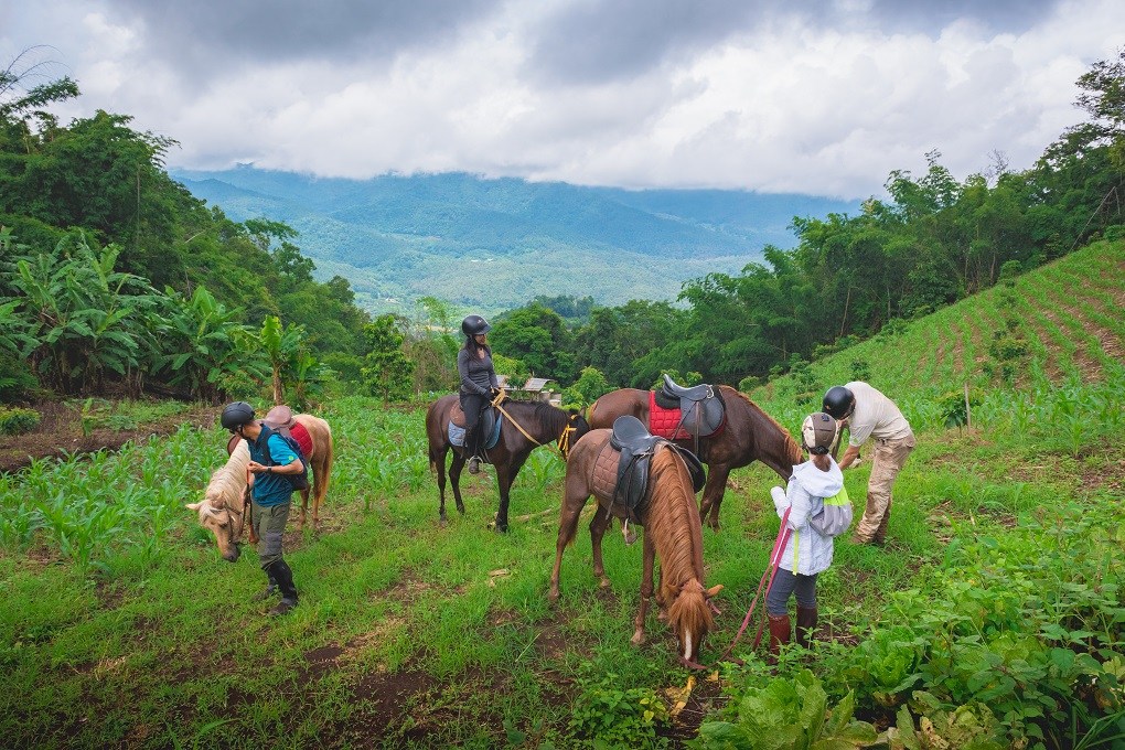Horse-Riding-Thailand-Tour Horse-Riding-Thailand-Tour