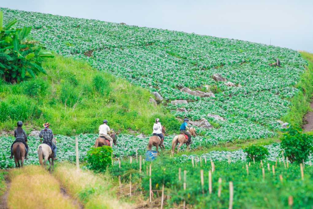 Thailand Horse Riding