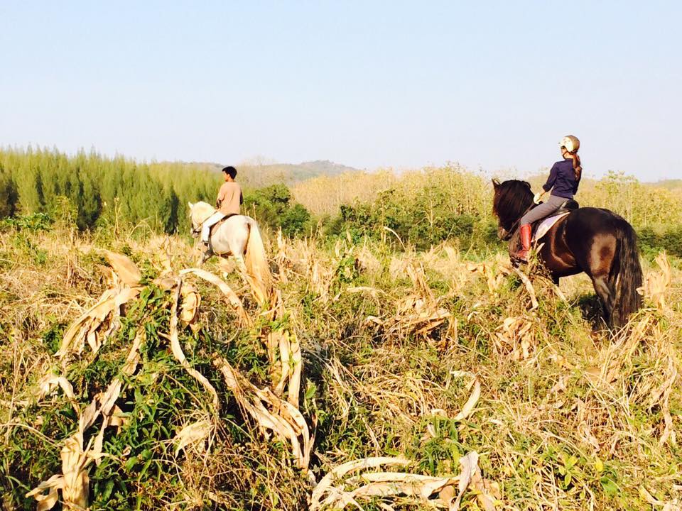 horse-riding-Thailand-Bangkok-Khaoyai