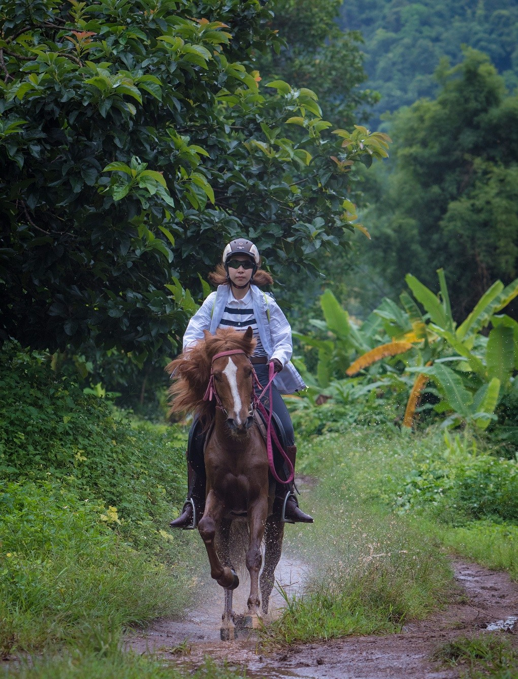 Gallop in the forest