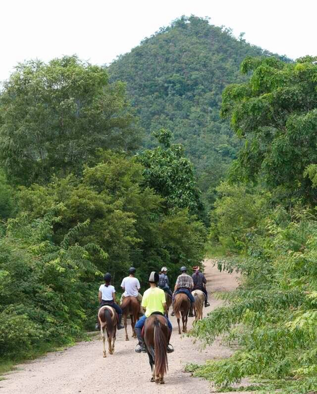 Horseback Thailand